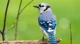 A Blue Jay 