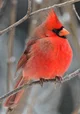 A Northern Cardinal