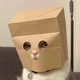 Thief cat