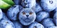 Blueberry cat