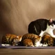Cat family