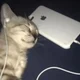 Gato musica