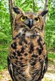 Great Horned Owl