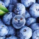 Cats if blueberries 