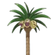 Alolan Exeggutor