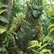 Forest Creature