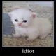 Idiot