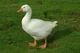 Goose 