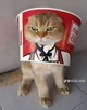 Gato KFC
