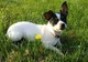 Daisy Rat Terrier