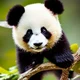 Baby panda