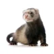 Ferret