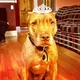 Princess the Pitbull