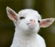 Baby goat