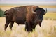 Bison 
