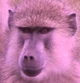 Pink Baboon