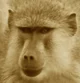 Gold Baboon