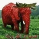 strawberry elephant 