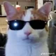 Cool Cat