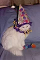 Kitty clown