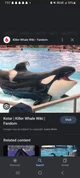 Kotar -killer whale-