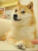 Doge