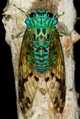 A Cicada
