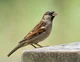 Sparrow