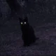 Gato skinwalker