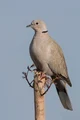 Eurasian collar dove