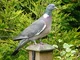 Wood pigeon