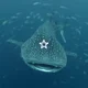 Talking Shark