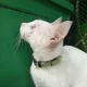 White cat