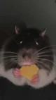 Rat
