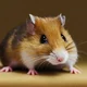 Hamster Pet
