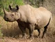 Black Rhinoceros