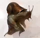 Snails Humanoid F