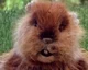 Caddyshack Mr Gopher