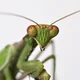 Non-praying mantis
