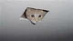 Ceiling Cat