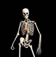 The Skeleton