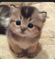 Cute cat