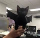 Bat Cat