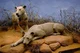 Tsavo man eaters 