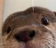 Otter