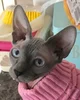 Sphynx cat