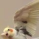 Wild Cockatiel