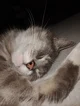 Oscar