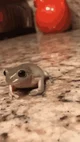 Gentleman frog