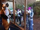 Furry Zoo